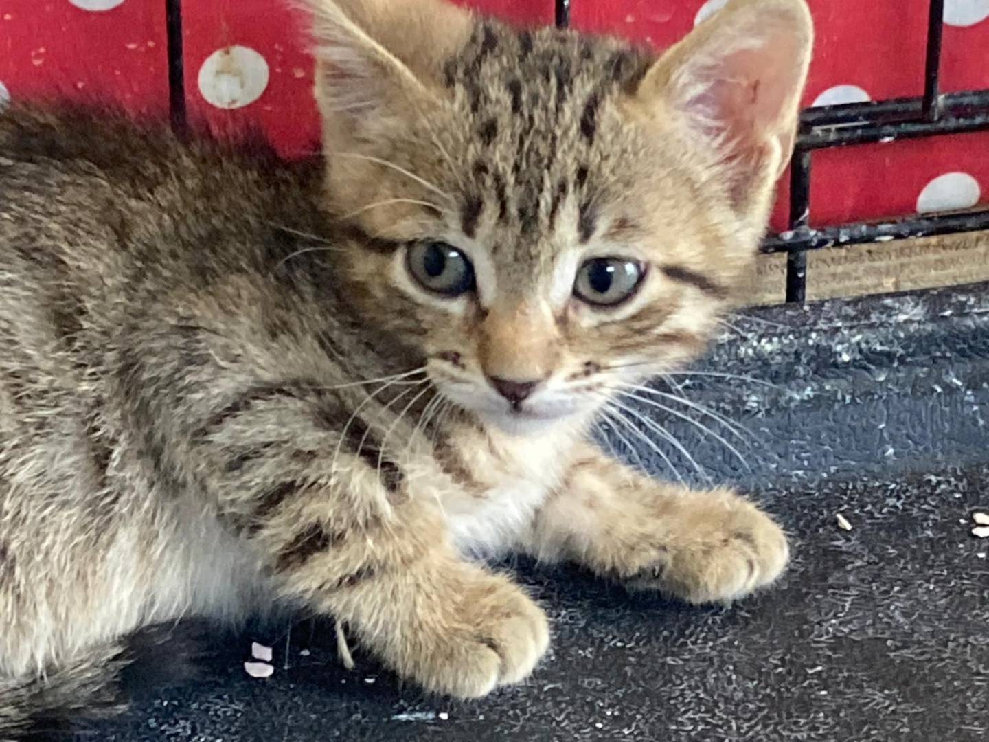 Adotta un gatto, taglia non valida, maschio, Pisa