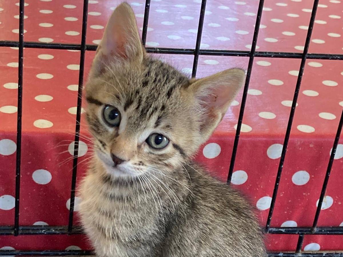 Adozione gatto, maschio, Razza sconosciuta Razza sconosciuta, 2 mesi, taglia non valida, Pisa