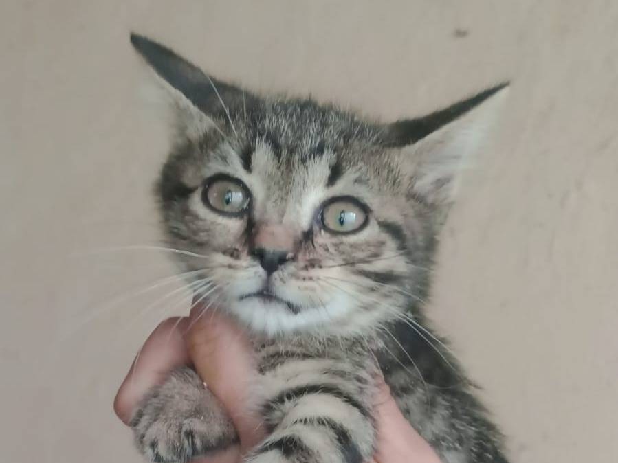 Foto 1 dell'animale