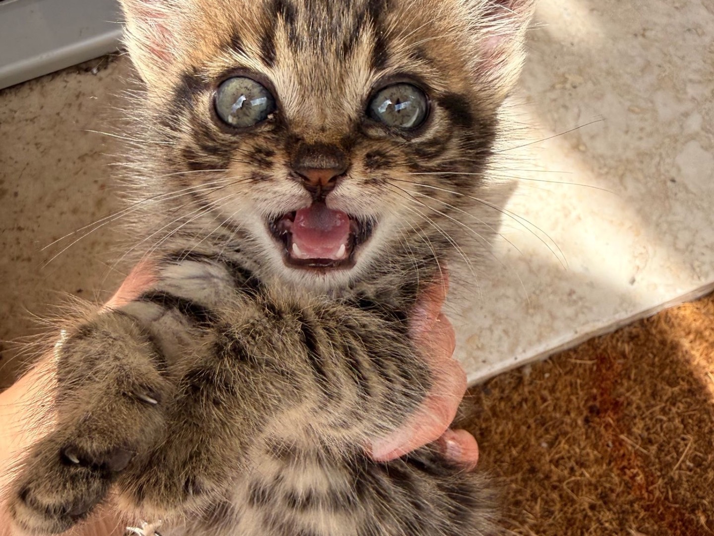 Adotta un gatto, maschio, 2 mesi, Rieti