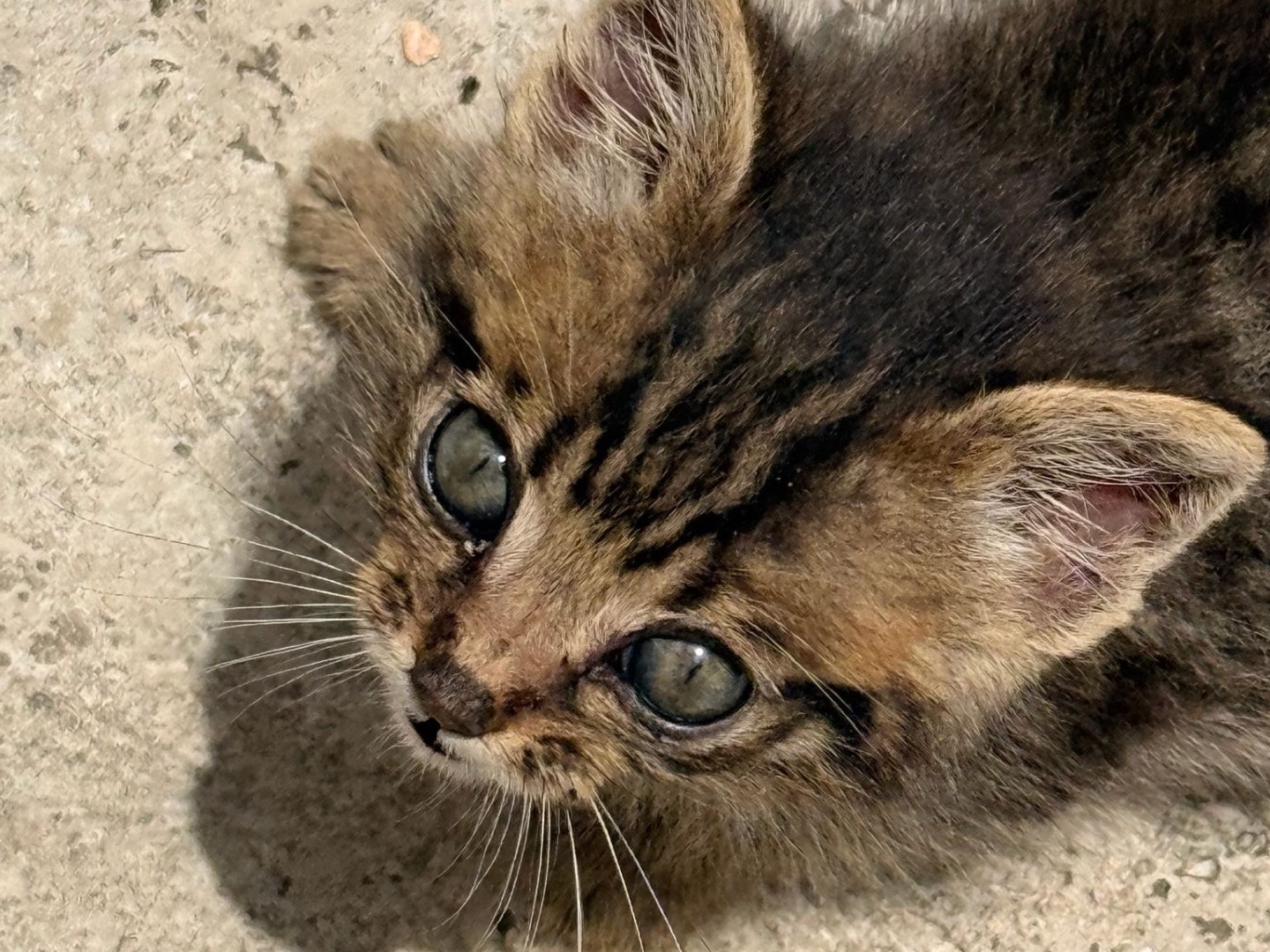 Adotta un gatto, taglia non valida, maschio, Rieti
