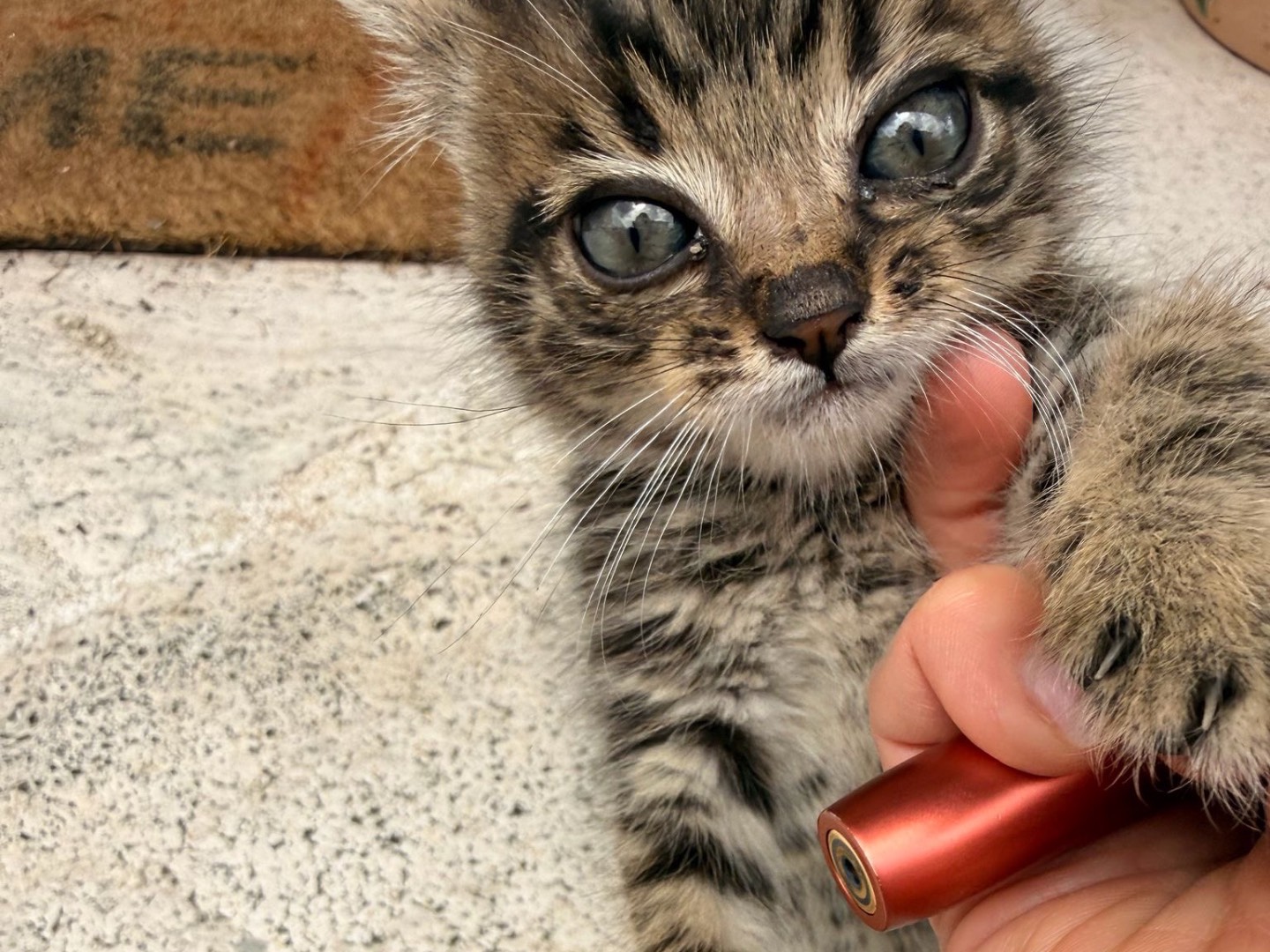 Vuoi adottare un gatto a Rieti?