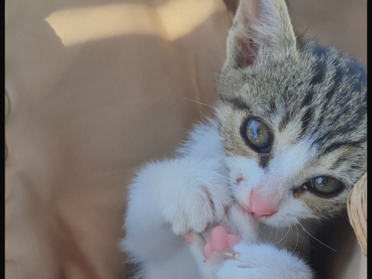 Adozione gatto, femmina, Razza sconosciuta Razza sconosciuta, 2 mesi, taglia non valida, Milano