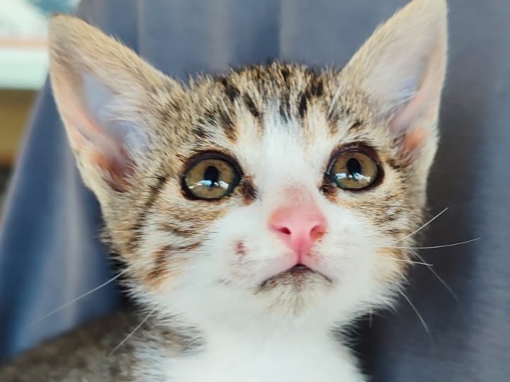 Adotta un gatto, femmina, 2 mesi, Milano