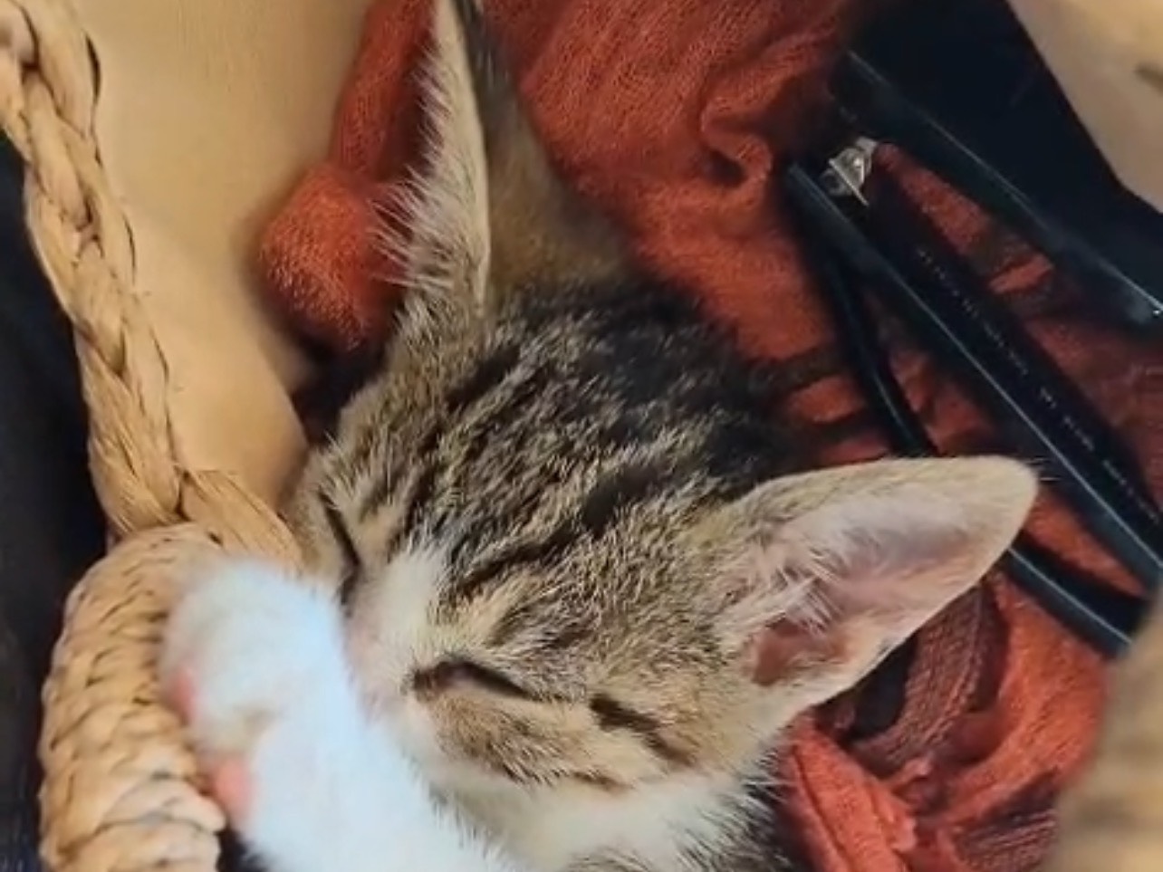 Adotta un gatto, taglia non valida, femmina, Milano