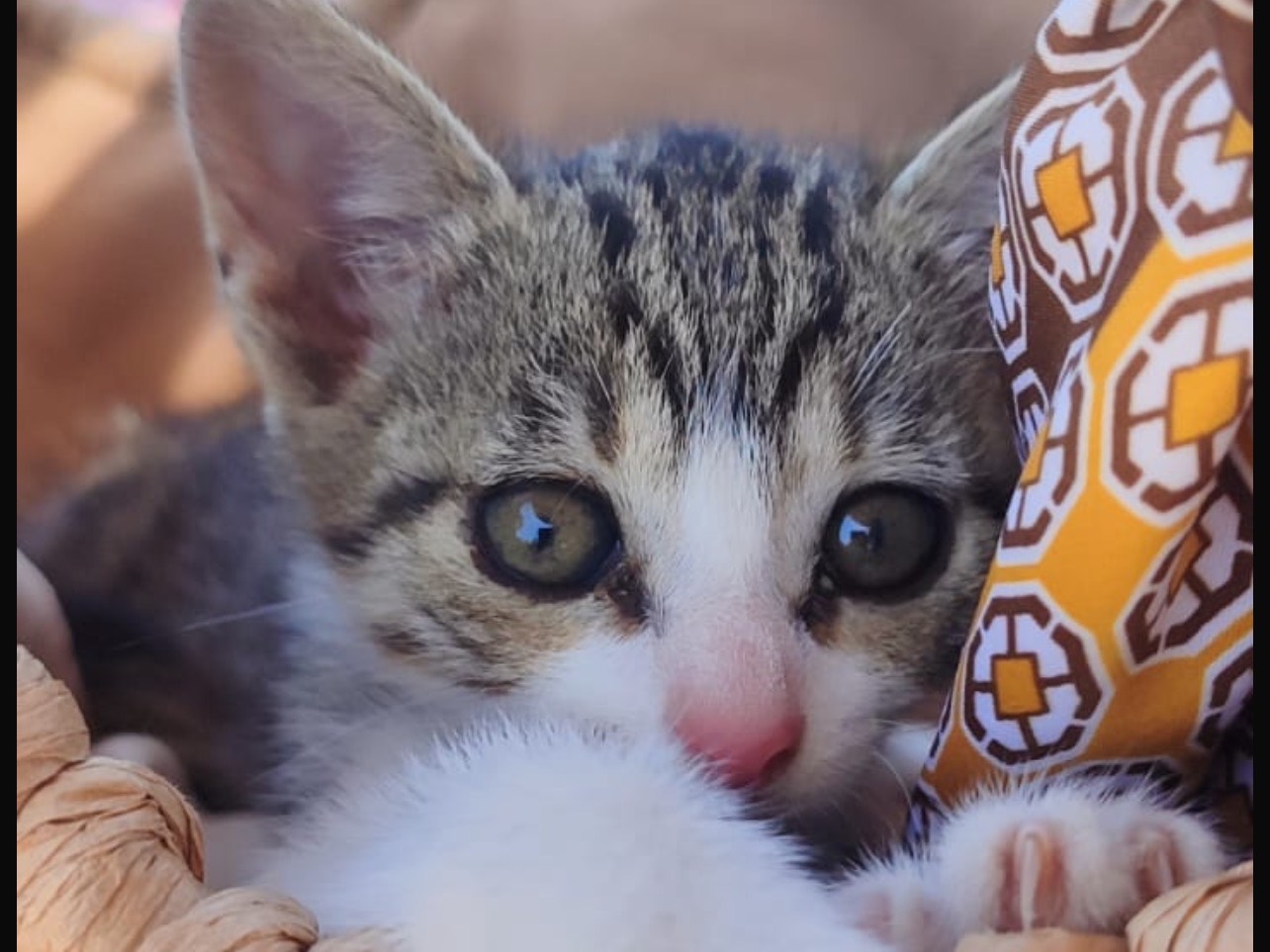 Vuoi adottare un gatto a Milano?