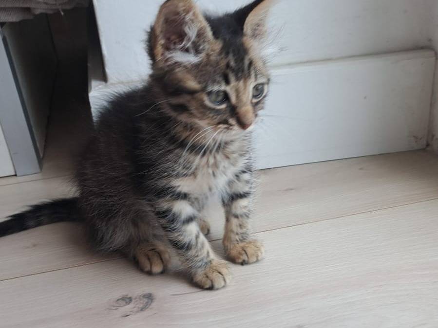 Adozione gatto, femmina, Razza sconosciuta Razza sconosciuta, 2 mesi, taglia non valida, Benevento