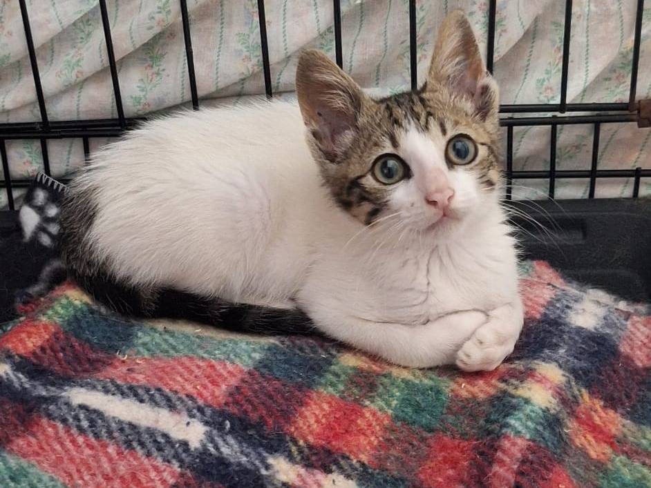 Adozione gatto, maschio, Razza sconosciuta Razza sconosciuta, 3 mesi, taglia non valida, Parma