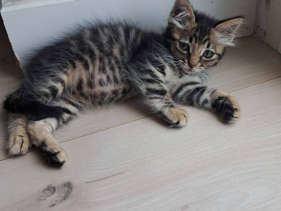 Adotta un gatto, femmina, 2 mesi, Benevento
