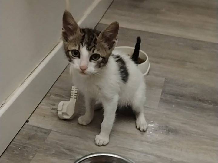 Adotta un gatto, taglia non valida, maschio, Parma