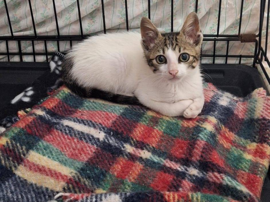 Vuoi adottare un gatto a Parma?