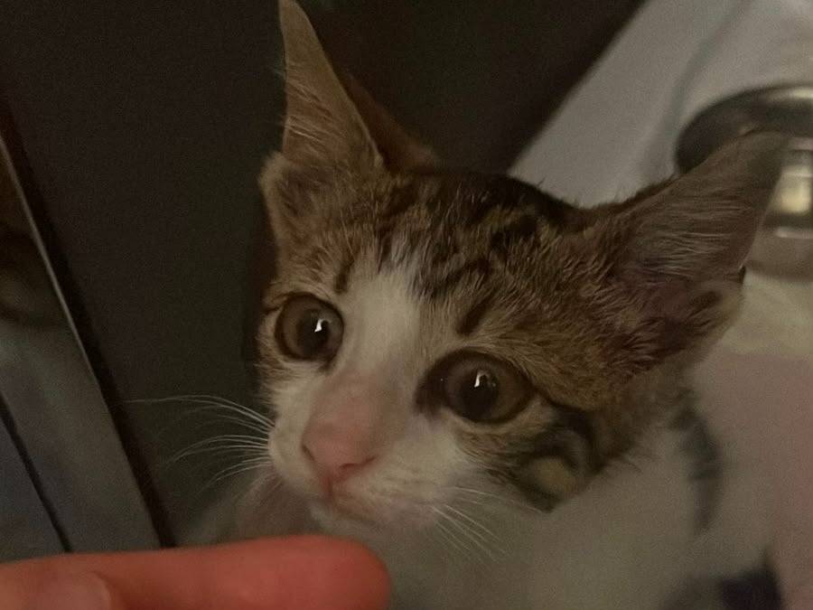 Adotta il gatto Jimmy a Parma
