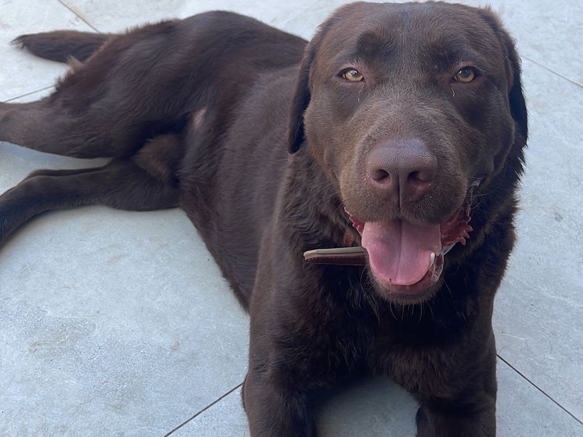Adozione cane, maschio, Labrador Retriever Razza sconosciuta, 1 anno e 8 mesi, taglia grande, Laquila