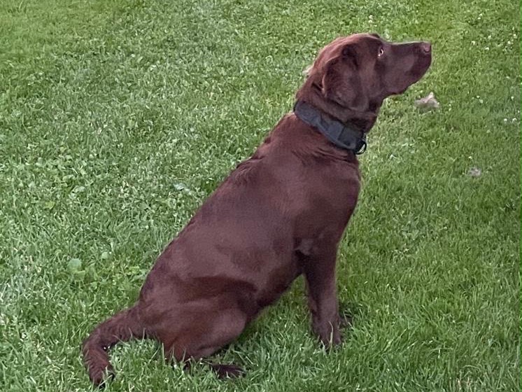 Adotta un cane, maschio, 1 anno e 8 mesi, Laquila