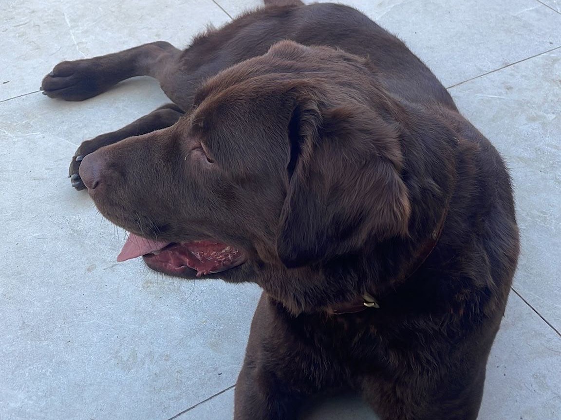 Adotta un cane, taglia grande, maschio, Laquila