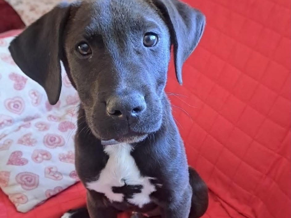 Adozione cane, maschio, Razza sconosciuta Razza sconosciuta, 4 mesi, taglia grande, Frosinone
