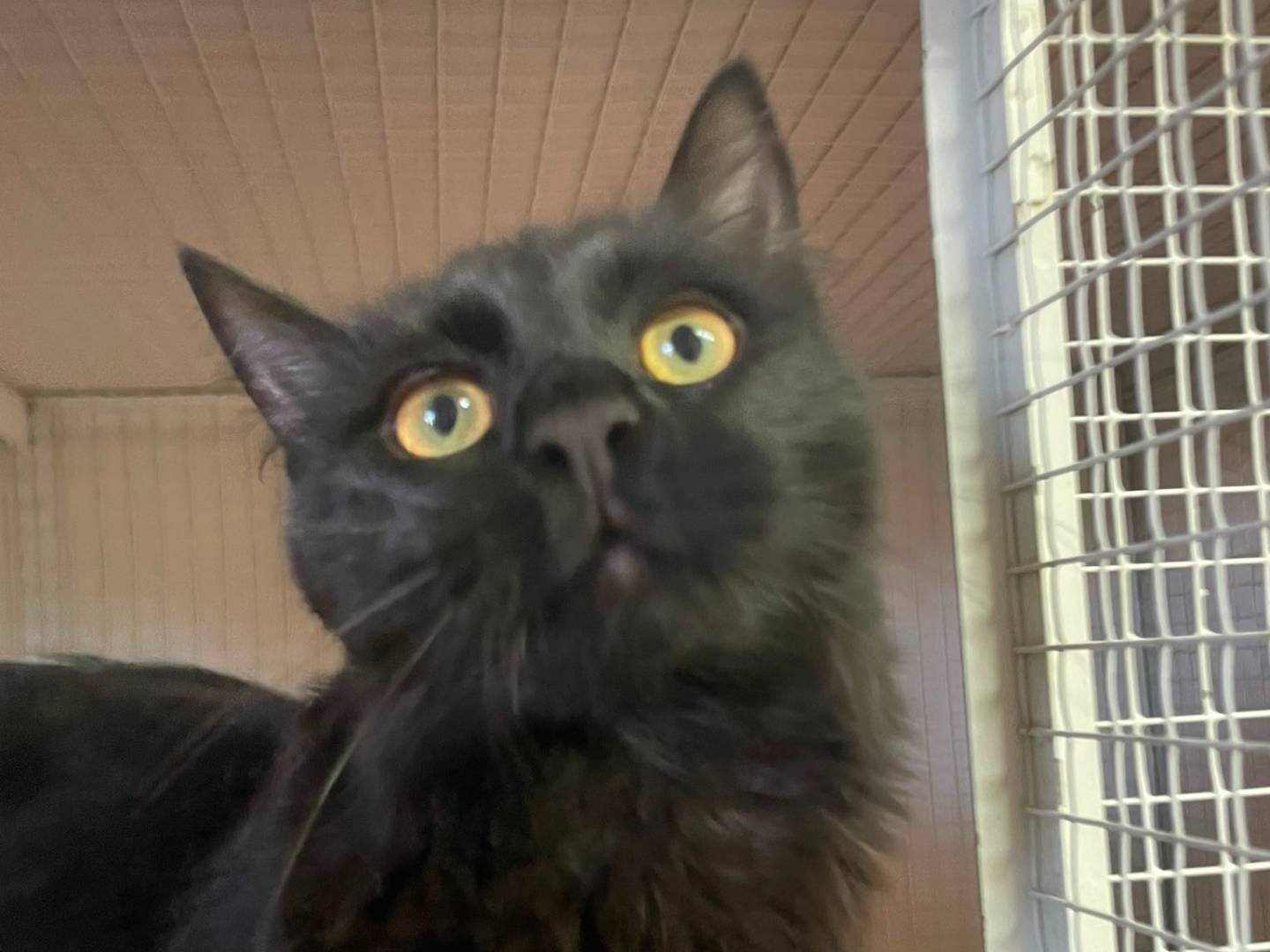 Adozione gatto, maschio, Razza sconosciuta Razza sconosciuta, 7 mesi, taglia non valida, Milano