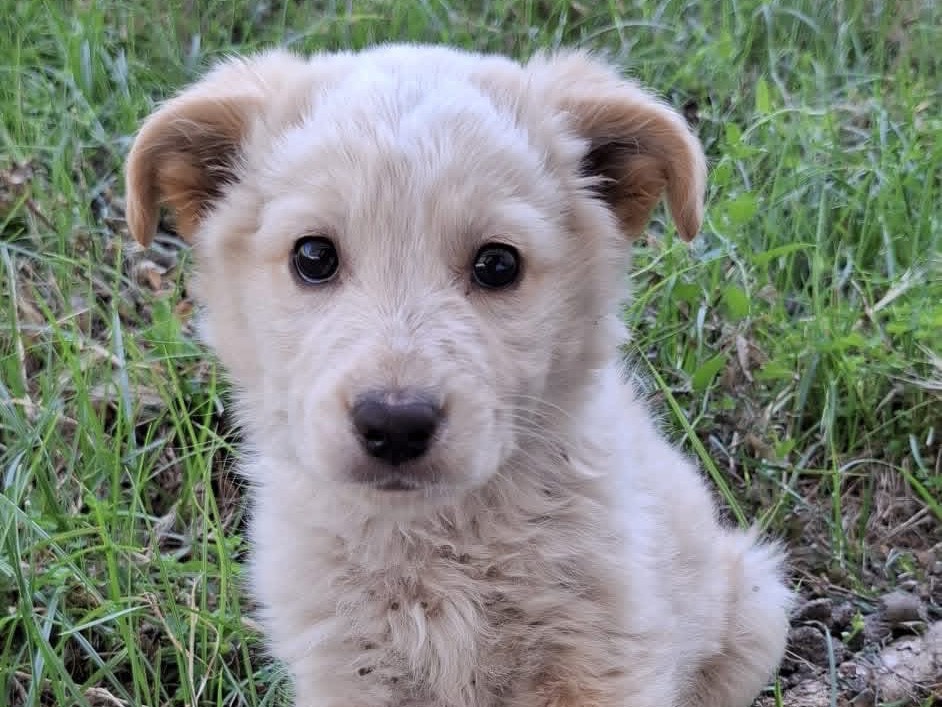 Adozione cane, maschio, Razza sconosciuta Razza sconosciuta, 3 mesi, taglia media, Caserta