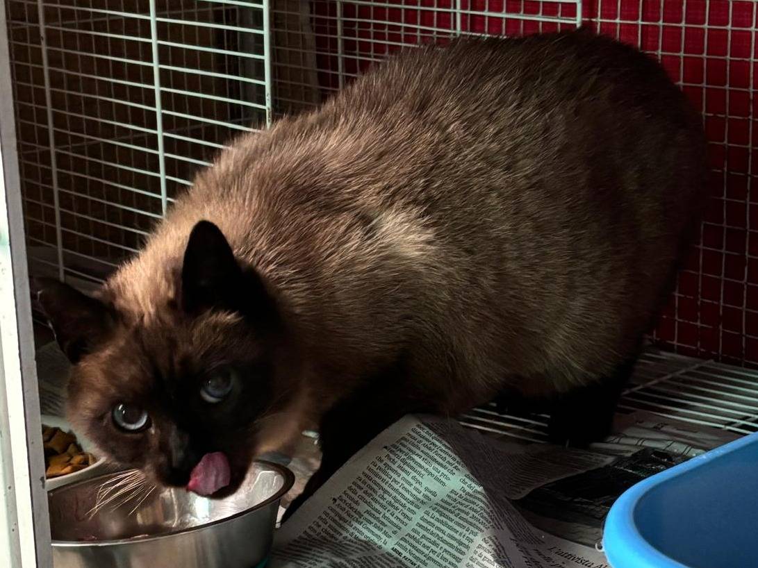 Vuoi adottare un gatto a Milano?