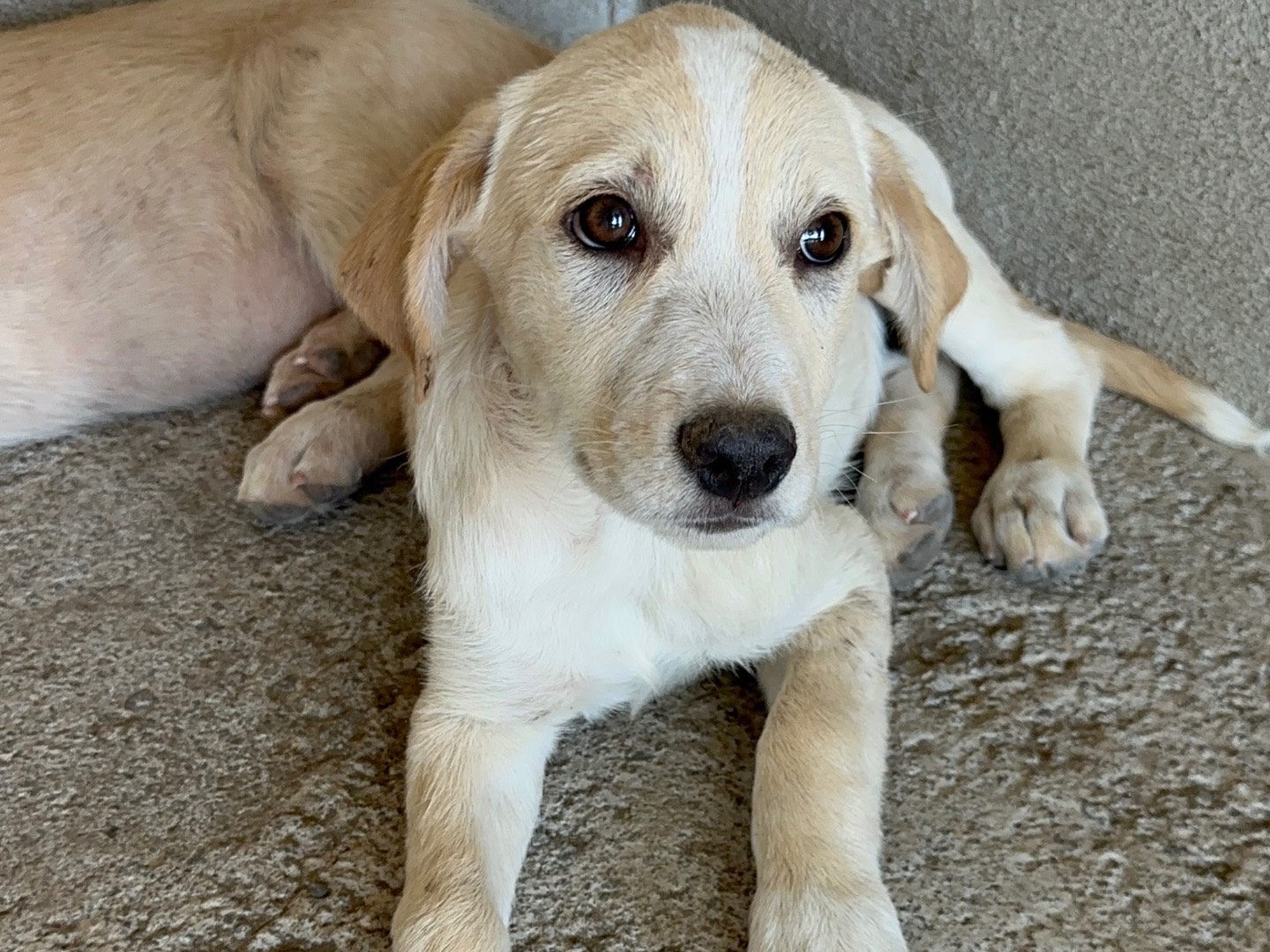 Adotta un cane, taglia media, femmina, Torino