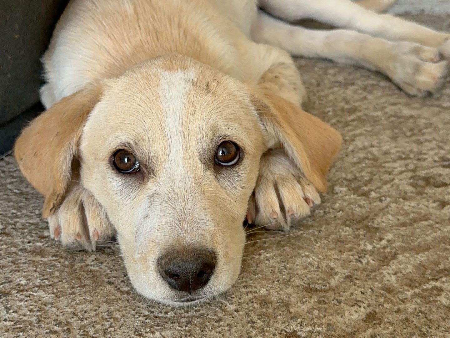 Adotta un cane, femmina, 3 mesi, Torino