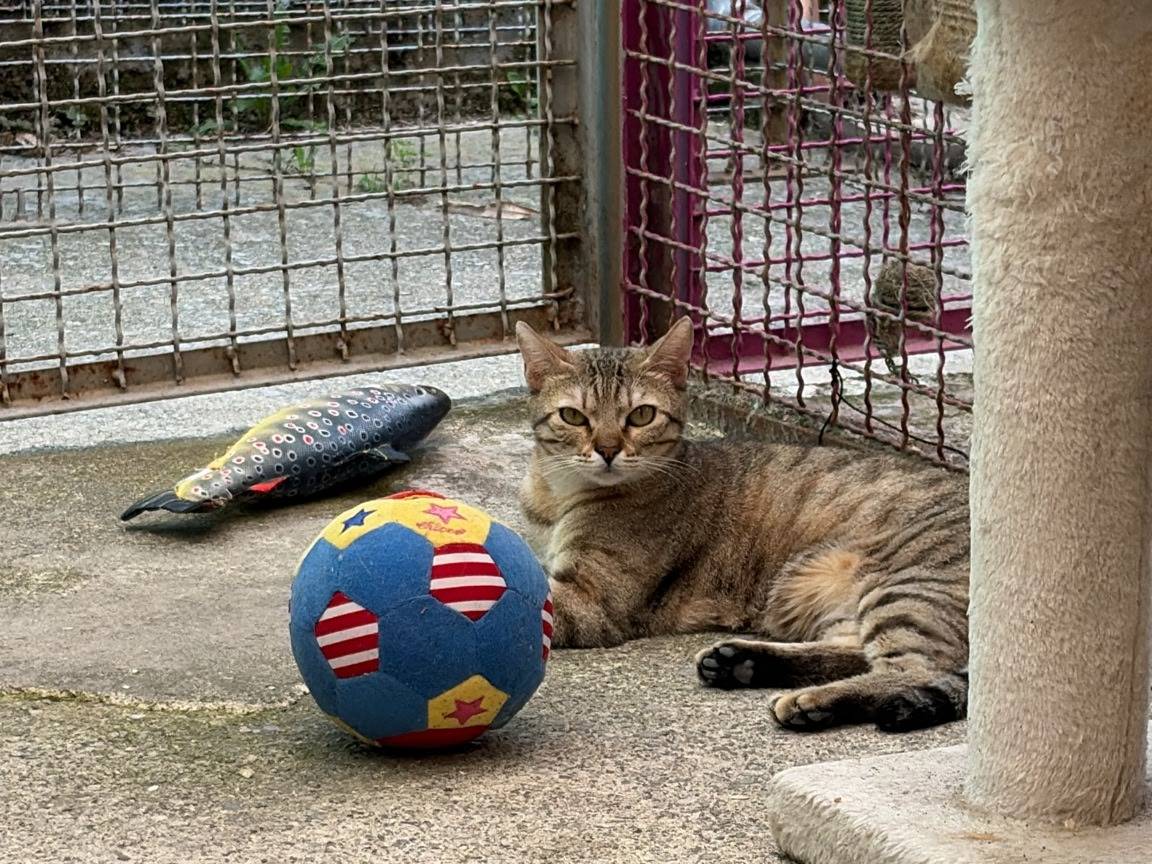 Vuoi adottare un gatto a Milano?