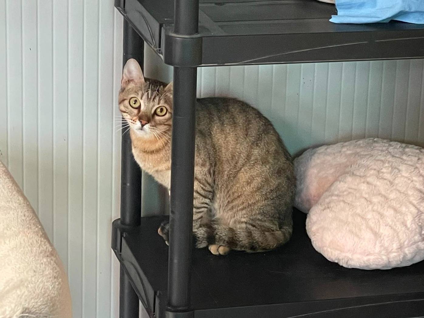 Adotta il gatto Camilla a Milano