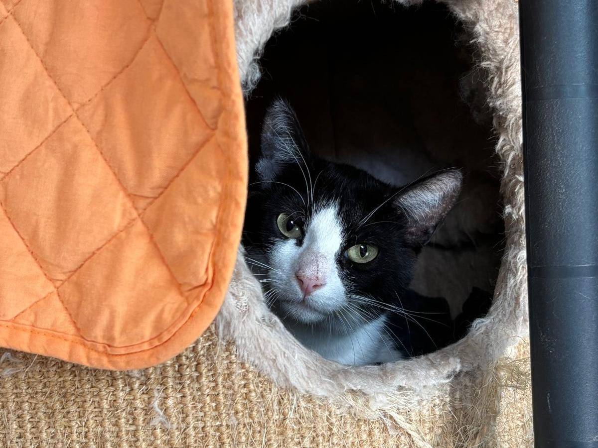 Adotta il gatto Carlo a Milano