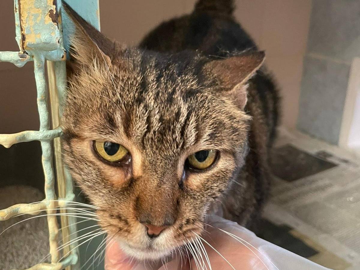 Adotta il gatto Mortisia a Milano