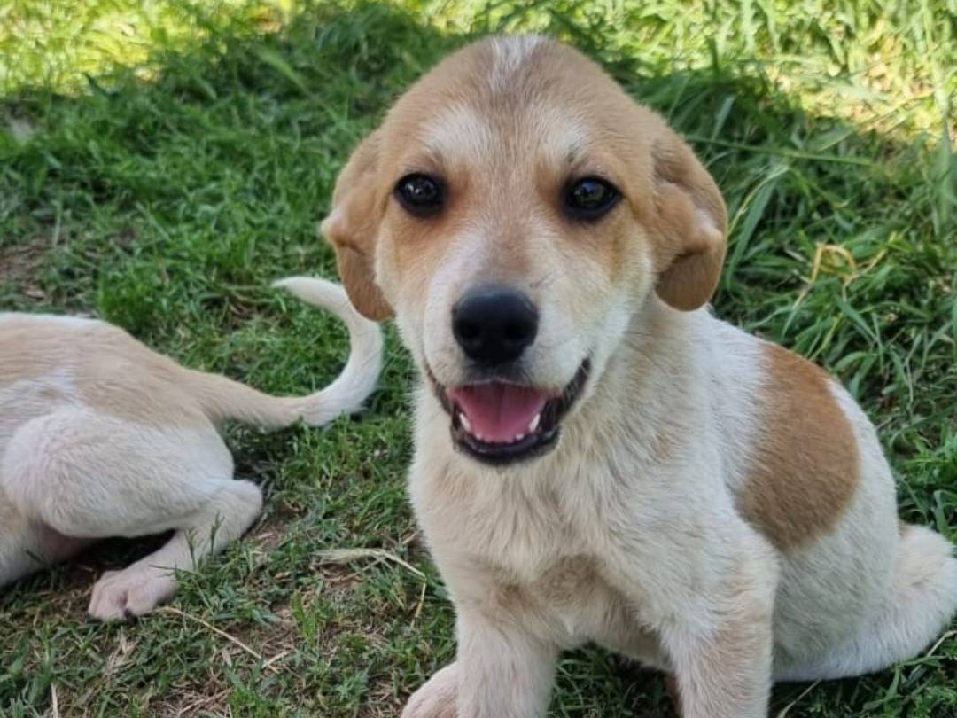 Adozione cane, maschio, Razza sconosciuta Razza sconosciuta, 4 mesi, taglia media, Pavia