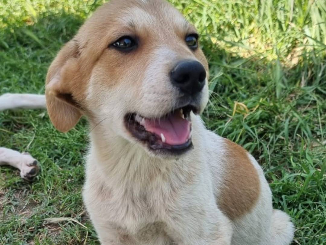 Adotta un cane, maschio, 4 mesi, Pavia
