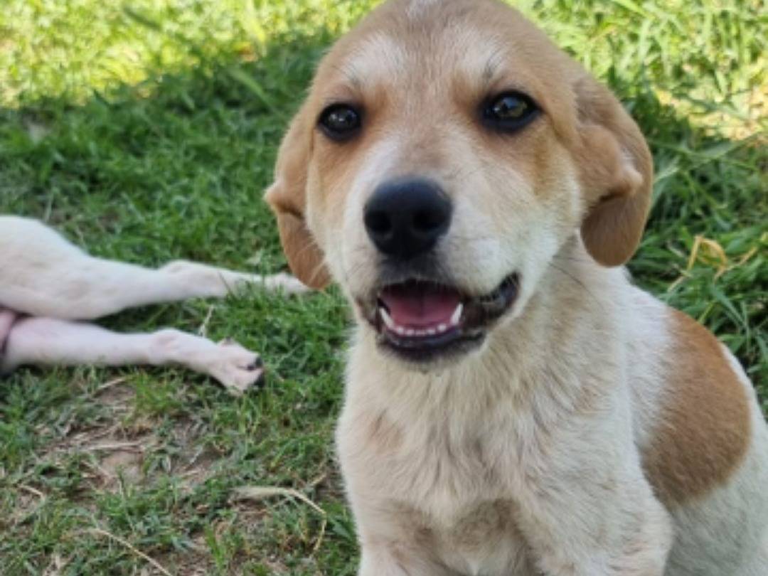 Adotta un cane, taglia media, maschio, Pavia
