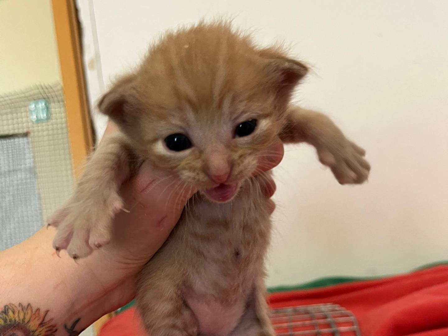 Adotta un gatto, femmina, 3 mesi, Brescia