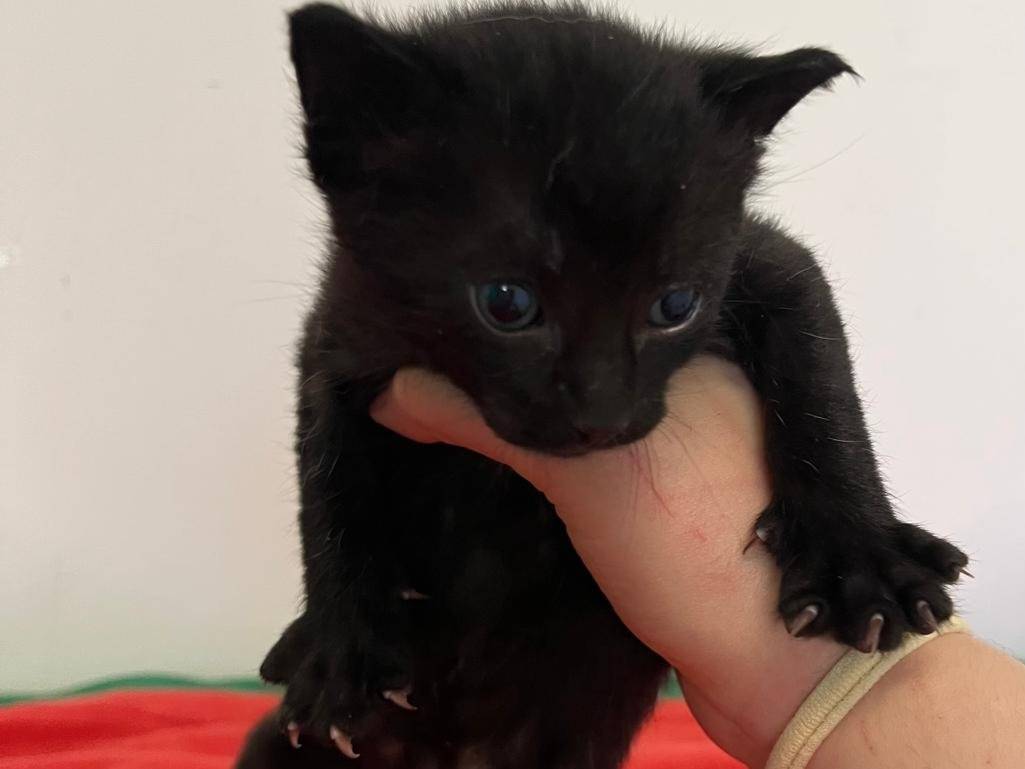Adotta il gatto Angioletti a Brescia