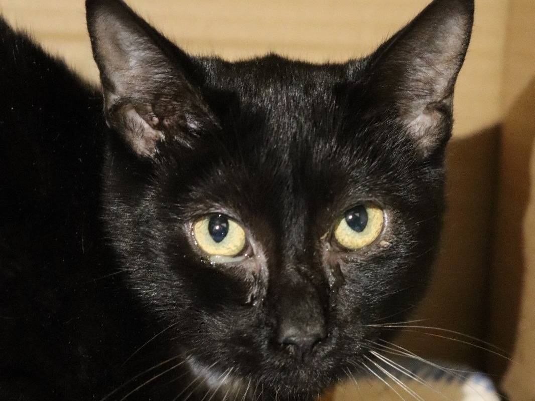 Adotta un gatto, maschio, 2 anni, Milano