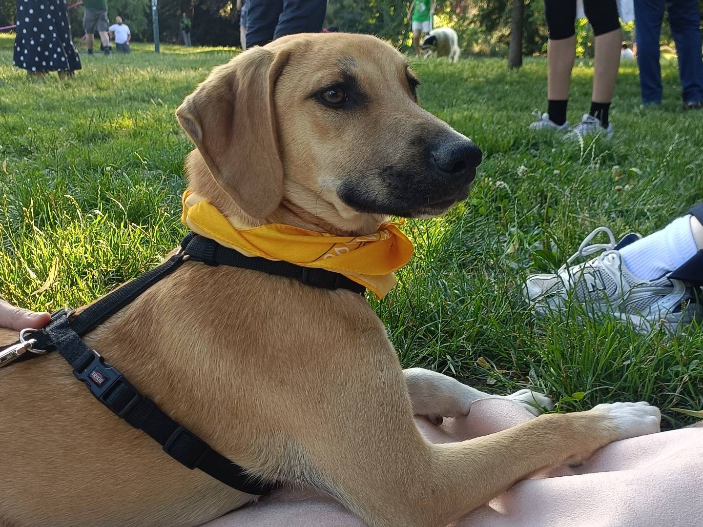 Vuoi adottare un cane a Lecco?
