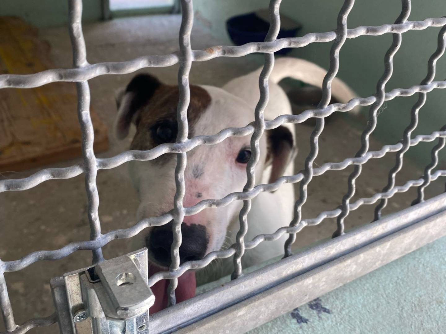 Adozione cane, maschio, Razza sconosciuta Razza sconosciuta, 6 anni e 10 mesi, taglia media, Avellino