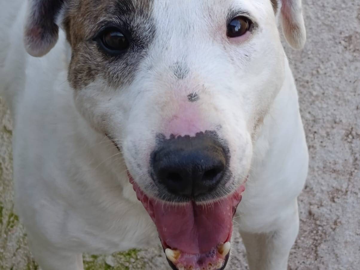 Adotta un cane, maschio, 6 anni e 10 mesi, Avellino