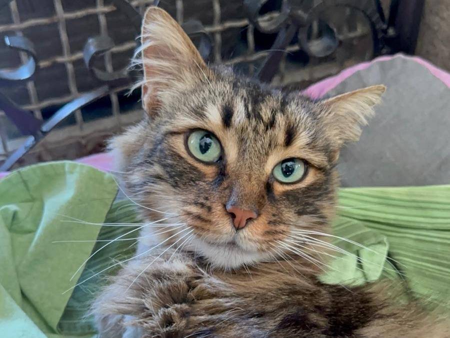 Adozione gatto, maschio, Razza sconosciuta Razza sconosciuta, 4 anni e 2 mesi, taglia non valida, Roma