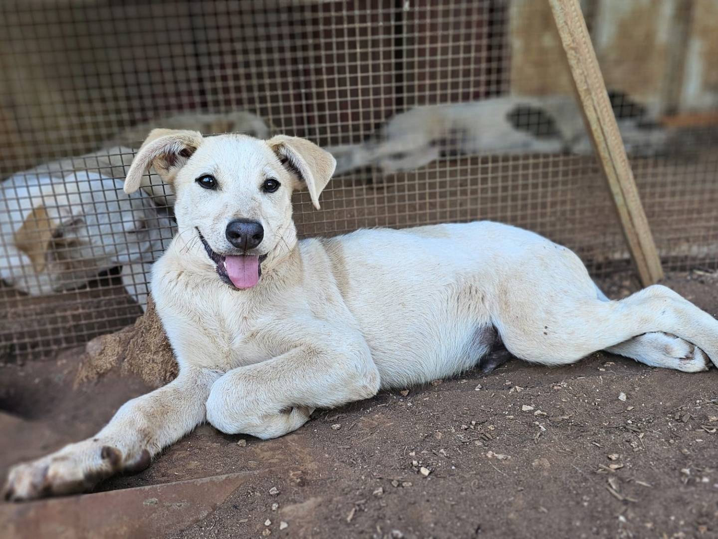 Adotta un cane, maschio, 3 mesi, Trapani
