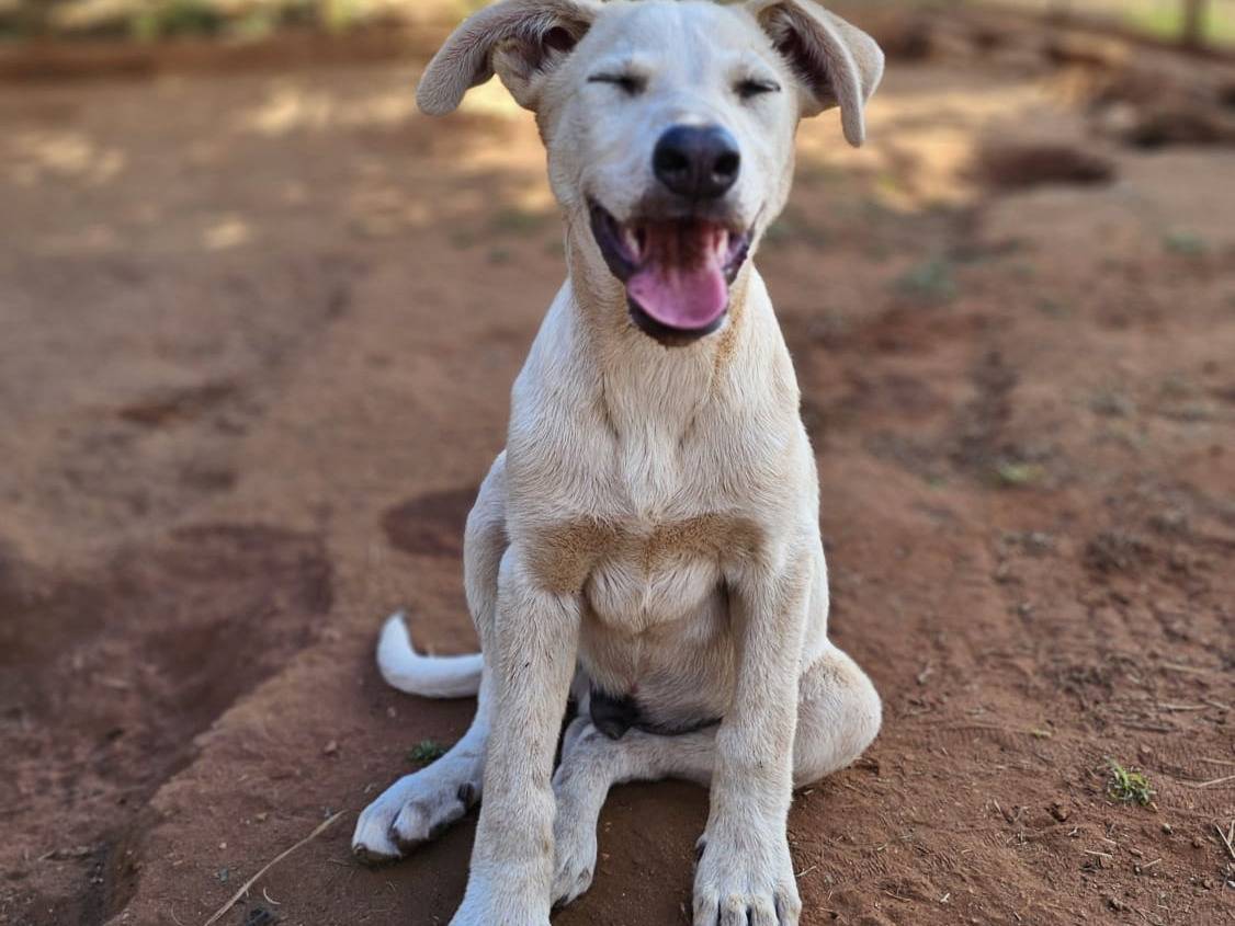 Adotta un cane, taglia media, maschio, Trapani