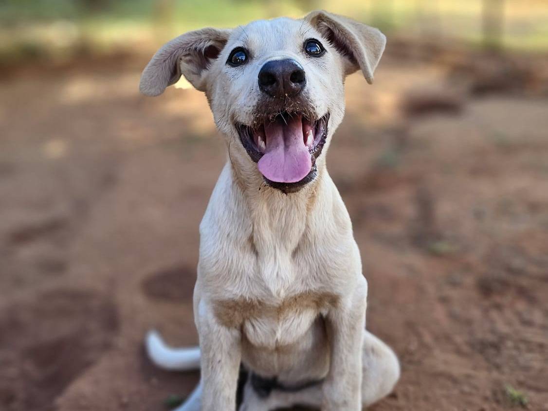 Adozione cane, maschio, Razza sconosciuta Razza sconosciuta, 3 mesi, taglia media, Trapani