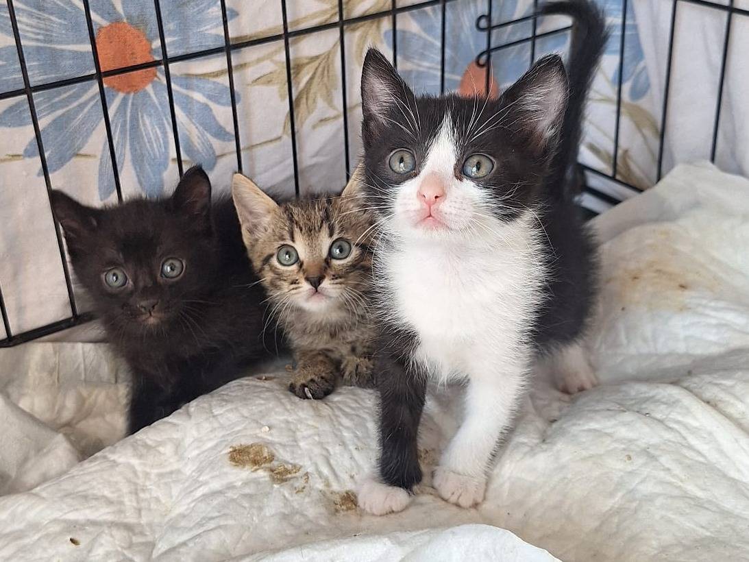 Vuoi adottare un gatto a Milano?