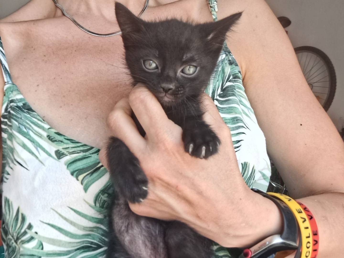 Vuoi adottare un gatto a Milano?