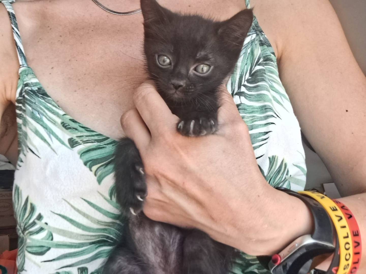 Adotta un gatto, taglia non valida, maschio, Milano
