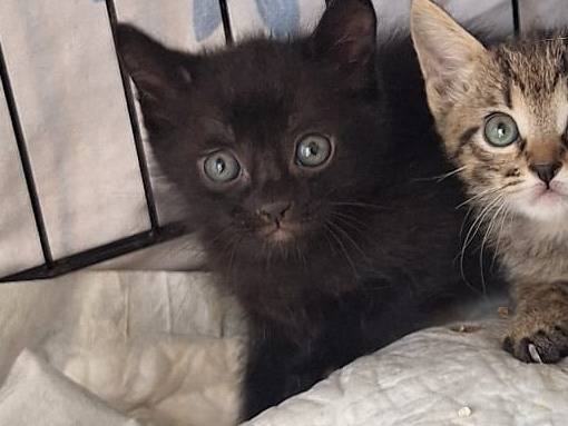 Adozione gatto, maschio, Razza sconosciuta Razza sconosciuta, 2 mesi, taglia non valida, Milano