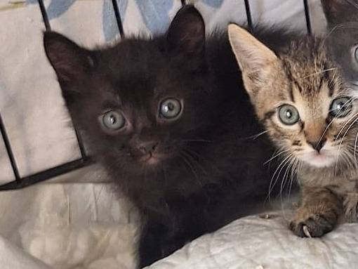 Adotta un gatto, maschio, 2 mesi, Milano