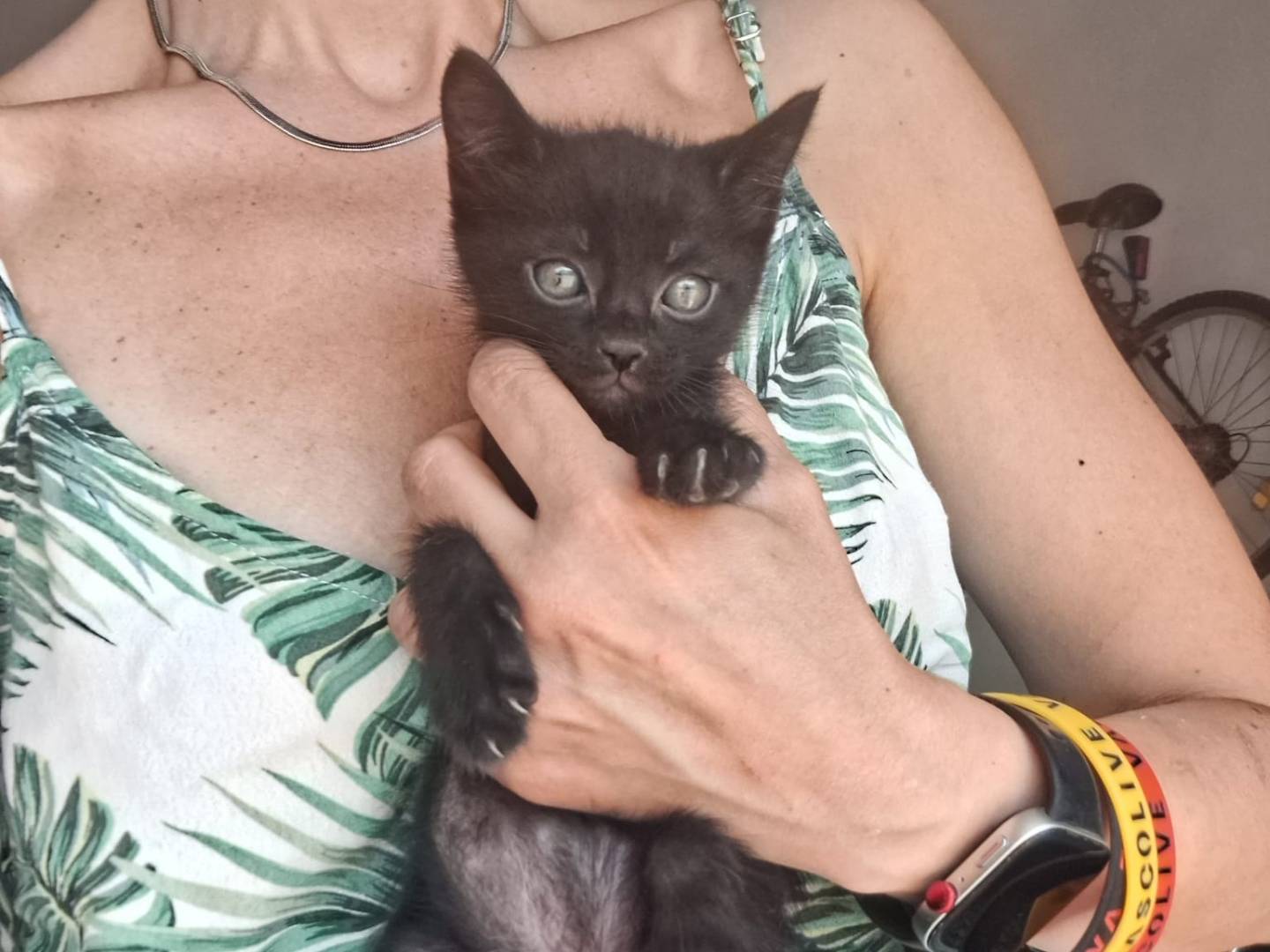 Adotta il gatto Romeo a Milano