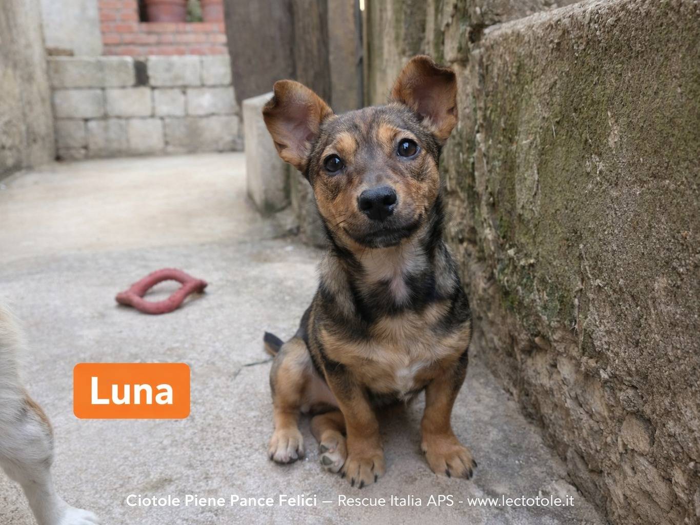 Adozione cane, femmina, Razza sconosciuta Razza sconosciuta, 4 mesi, taglia piccola, Avellino