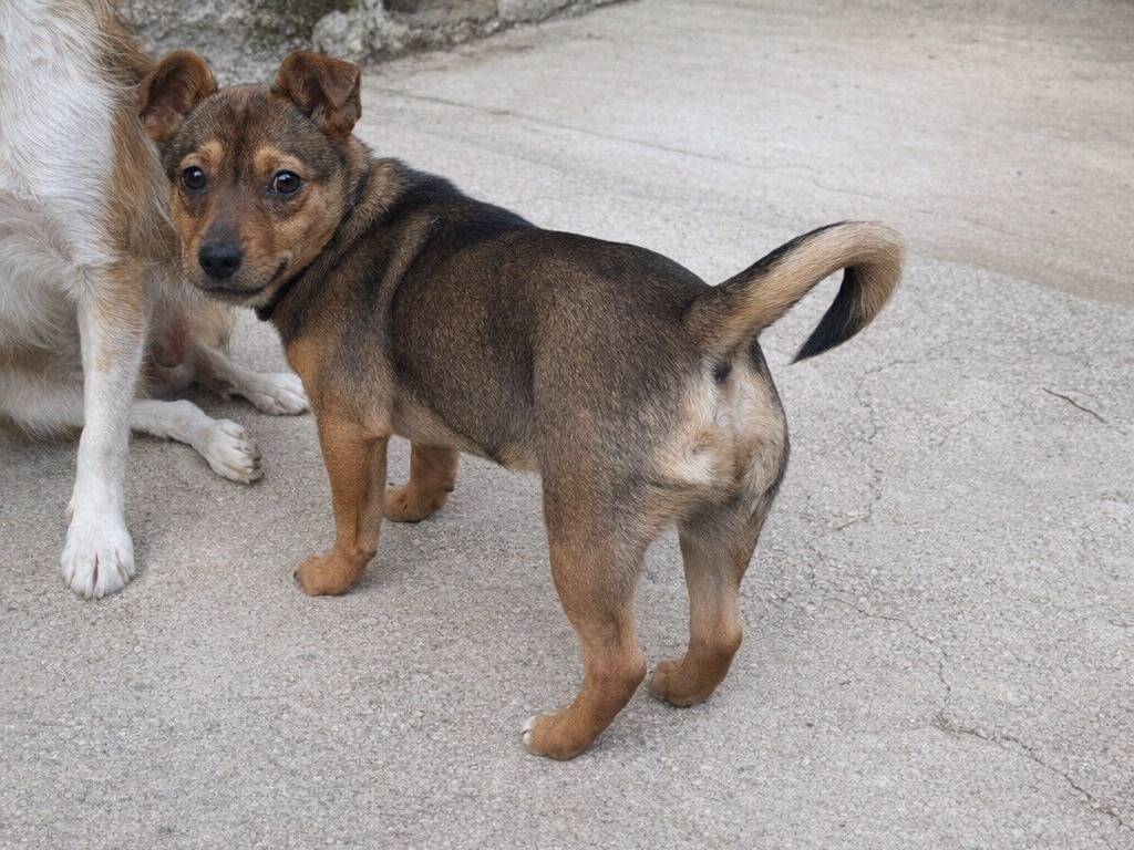 Adotta un cane, taglia piccola, femmina, Avellino